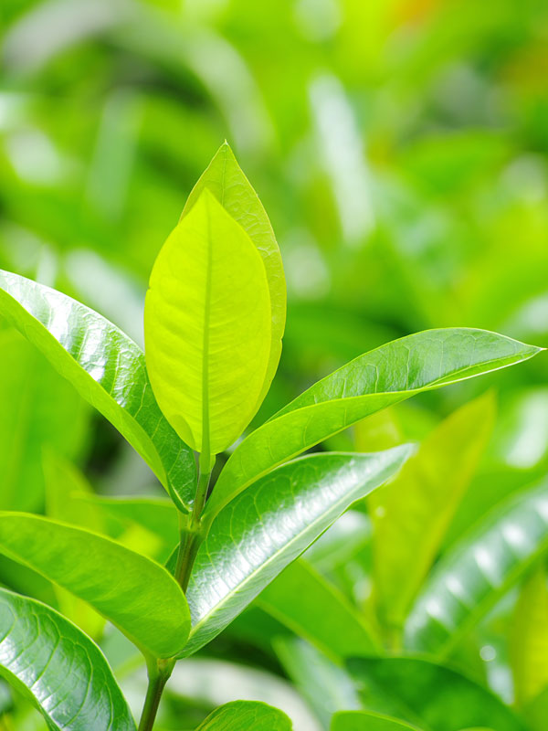Tea image 2
