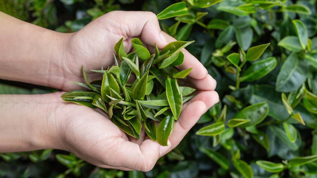 Tea image 3